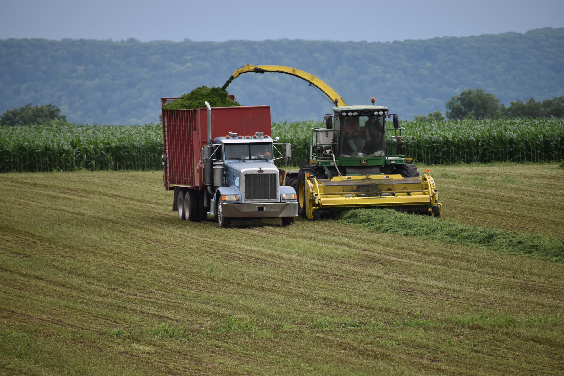 Chopping Silage in field