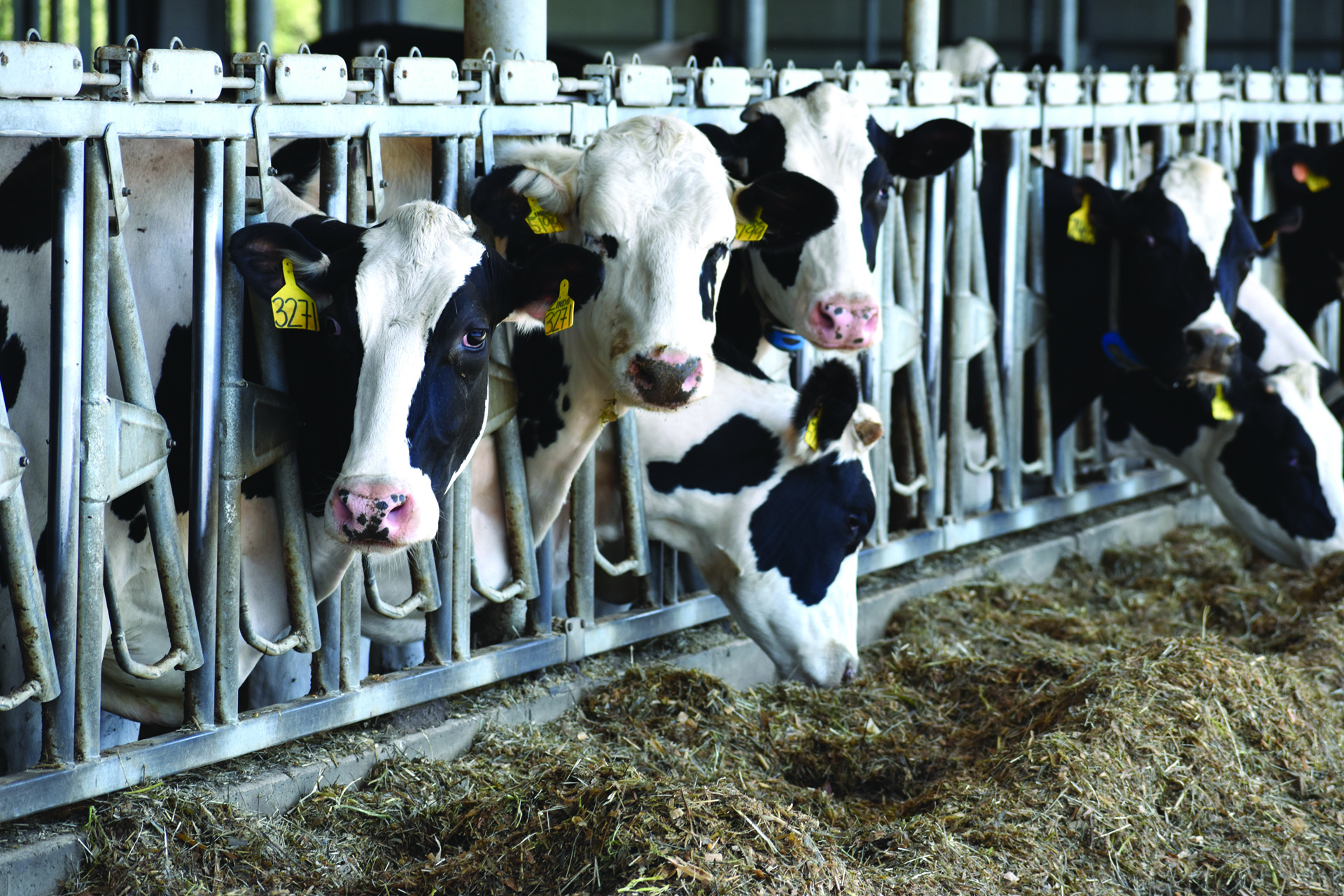 Dairy Cows at bunk
