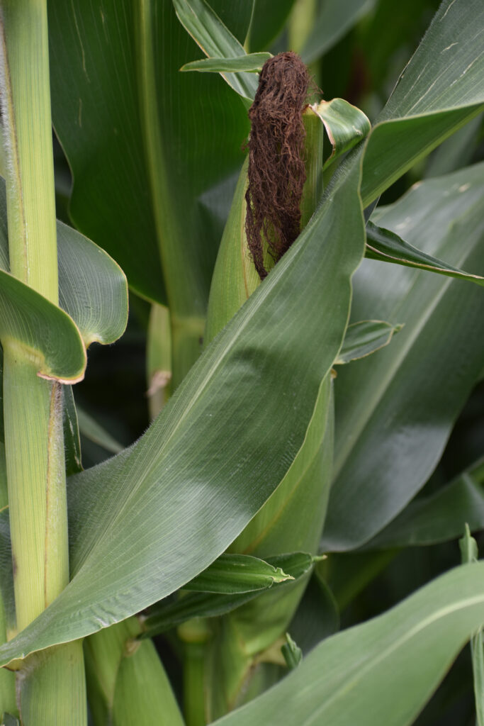 Closeup of Corn stalk, leaf and ear